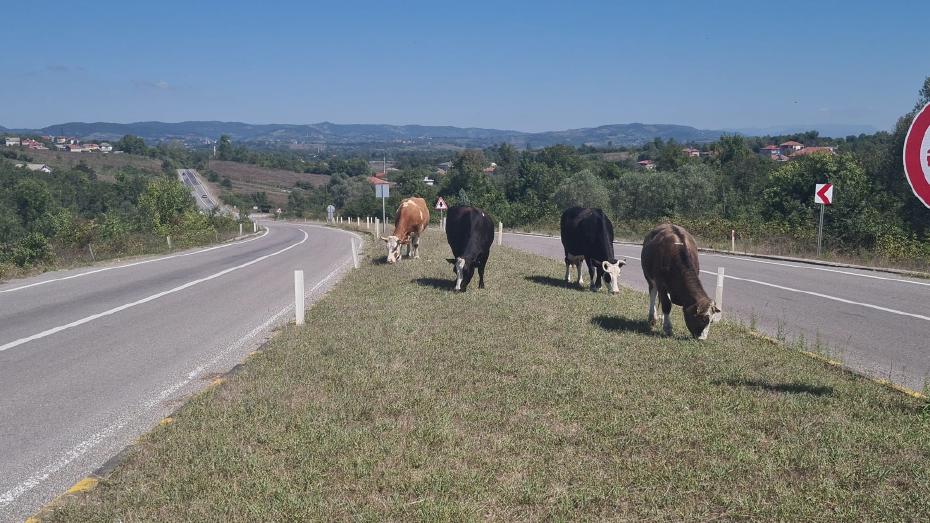 Zonguldak'ta Başıboş Hayvan Tehlikesi Geri Döndü: 17 Gün Önceki Kaza Yeniden Hatırlatıldı